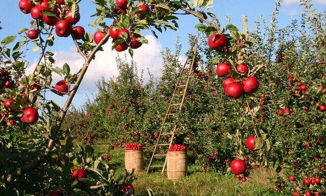 Czy z pestki jabłka wyrośnie drzewo?